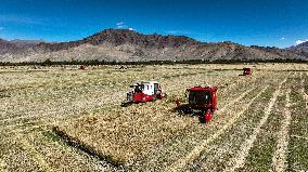 CHINA-TIBET-XIGAZE-HIGHLAND BARLEY-HARVEST (CN)