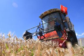 CHINA-TIBET-XIGAZE-HIGHLAND BARLEY-HARVEST (CN)