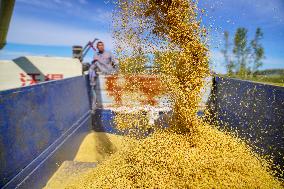 CHINA-JILIN-CHANGCHUN-RICE-HARVEST (CN)