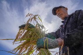 CHINA-JILIN-CHANGCHUN-RICE-HARVEST (CN)