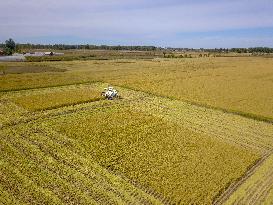 CHINA-JILIN-CHANGCHUN-RICE-HARVEST (CN)