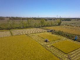 CHINA-JILIN-CHANGCHUN-RICE-HARVEST (CN)