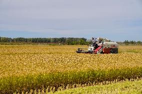 CHINA-JILIN-CHANGCHUN-RICE-HARVEST (CN)