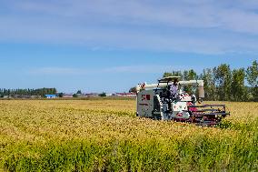 CHINA-JILIN-CHANGCHUN-RICE-HARVEST (CN)