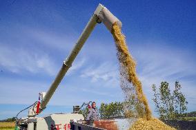 CHINA-JILIN-CHANGCHUN-RICE-HARVEST (CN)