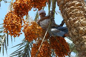 EGYPT-GIZA-DATE HARVEST
