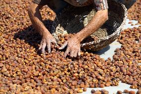 EGYPT-GIZA-DATE HARVEST