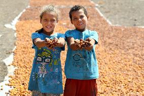 EGYPT-GIZA-DATE HARVEST