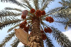 EGYPT-GIZA-DATE HARVEST