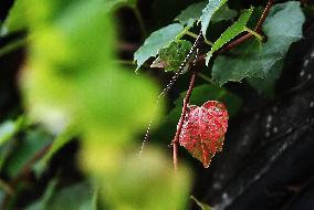 CHINA-NATURE-AUTUMN-SCENERY (CN)