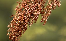 CHINA-NATURE-AUTUMN-SCENERY (CN)