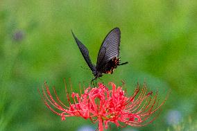 CHINA-NATURE-AUTUMN-SCENERY (CN)