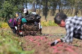 CHINA-LIAONING-KANGPING-HARVEST (CN)