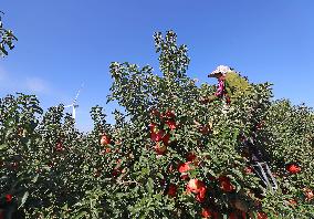 CHINA-LIAONING-KANGPING-HARVEST (CN)