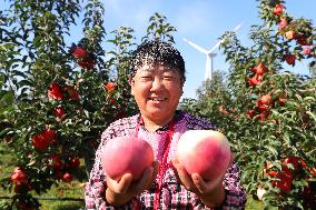 CHINA-LIAONING-KANGPING-HARVEST (CN)