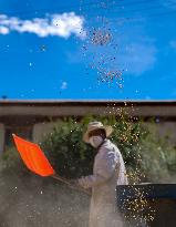 CHINA-TIBET-LHASA-HIGHLAND BARLEY-HARVEST (CN)