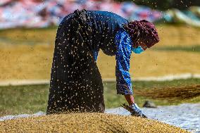 CHINA-TIBET-LHASA-HIGHLAND BARLEY-HARVEST (CN)