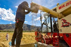 CHINA-TIBET-LHASA-HIGHLAND BARLEY-HARVEST (CN)