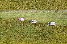 CHINA-SICHUAN-RICE-HARVEST (CN)