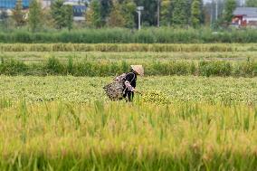 CHINA-SICHUAN-RICE-HARVEST (CN)