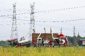 CHINA-SICHUAN-RICE-HARVEST (CN)