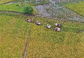 CHINA-SICHUAN-RICE-HARVEST (CN)