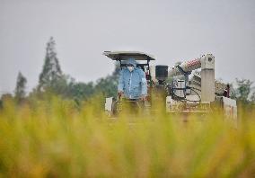 CHINA-SICHUAN-RICE-HARVEST (CN)