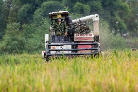 CHINA-SICHUAN-RICE-HARVEST (CN)