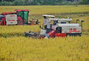 CHINA-SICHUAN-RICE-HARVEST (CN)