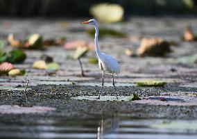 CHINA-HEBEI-BAIYANGDIAN-ECOLOGICAL ENVIRONMENT-BIRDS (CN)