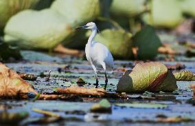 CHINA-HEBEI-BAIYANGDIAN-ECOLOGICAL ENVIRONMENT-BIRDS (CN)