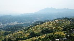 CHINA-HUNAN-ZIQUEJIE TERRACES-HARVEST (CN)