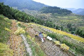 CHINA-HUNAN-ZIQUEJIE TERRACES-HARVEST (CN)