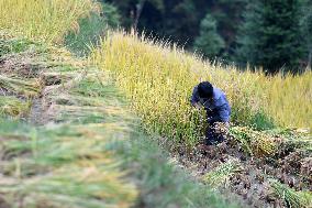 CHINA-HUNAN-ZIQUEJIE TERRACES-HARVEST (CN)