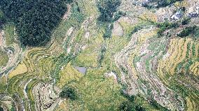 CHINA-HUNAN-ZIQUEJIE TERRACES-HARVEST (CN)