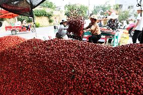 CHINA-SHANDONG-HAWTHORN FRUITS-HARVEST (CN)