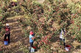 CHINA-SHANDONG-HAWTHORN FRUITS-HARVEST (CN)