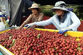 CHINA-SHANDONG-HAWTHORN FRUITS-HARVEST (CN)