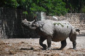 INDIA-ASSAM-GUWAHATI-WORLD RHINO DAY