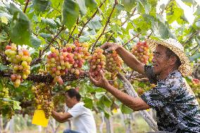 #CHINA-CHINESE FARMERS' HARVEST FESTIVAL-AUTUMN EQUINOX (CN)