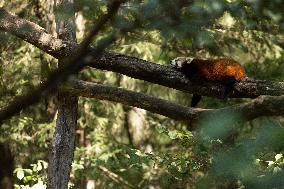 SLOVENIA-LJUBLJANA-BABY RED PANDA