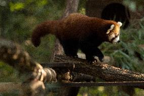 SLOVENIA-LJUBLJANA-BABY RED PANDA