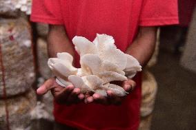 INDIA-ASSAM-NAGAON-MUSHROOM-HARVEST