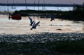Xinhua Headlines: North China's largest freshwater lake reflects conservation benefits