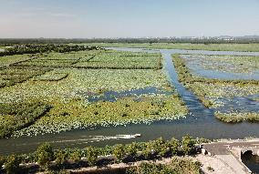 Xinhua Headlines: North China's largest freshwater lake reflects conservation benefits