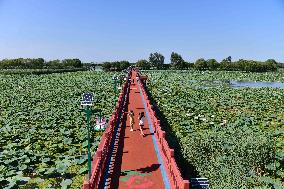 Xinhua Headlines: North China's largest freshwater lake reflects conservation benefits