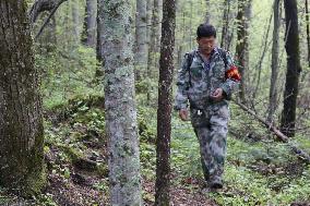 CHINA-HEILONGJIANG-FOREST RANGER (CN)