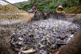 CHINA-YUNNAN-INDIGENOUS FISH-BREEDING & PROTECTION(CN)