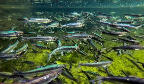 CHINA-YUNNAN-INDIGENOUS FISH-BREEDING & PROTECTION(CN)