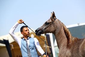 EGYPT-SHARQIA-ARABIAN HORSE FESTIVAL-BEAUTY CONTEST